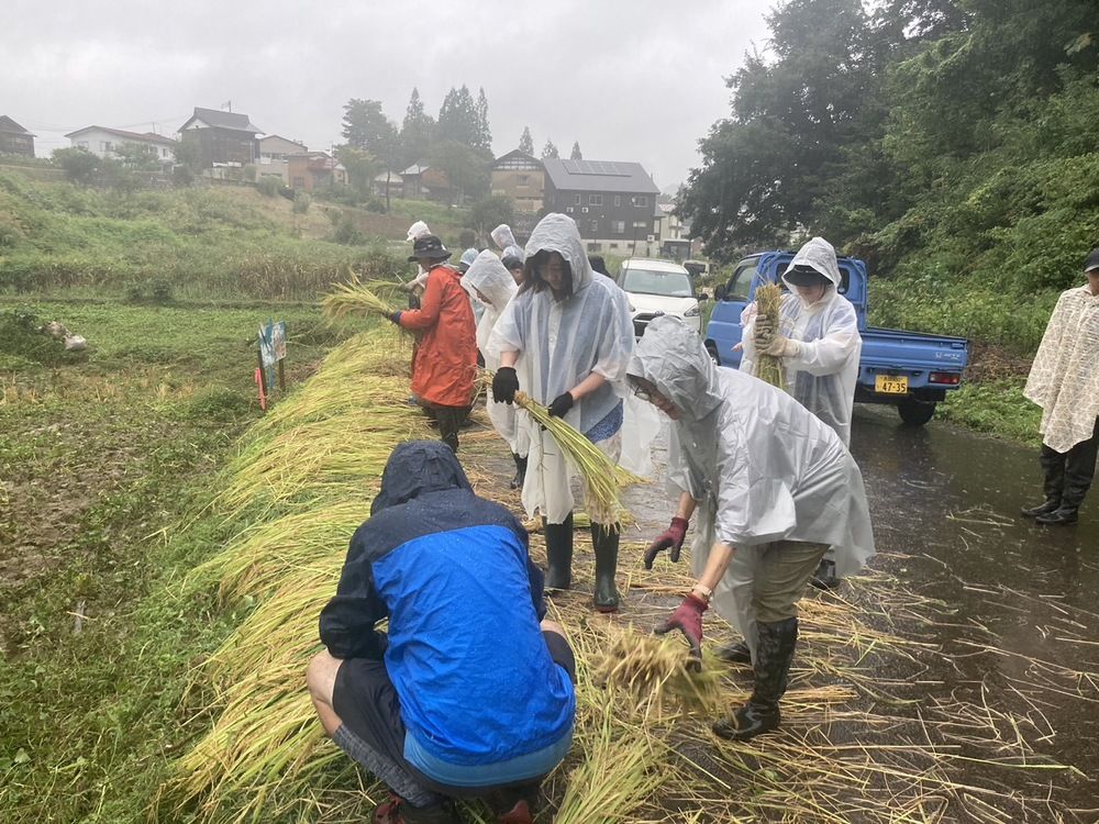 稲揚げ・脱穀・乾燥・籾摺り・袋詰め作業・収穫祭inまつだい